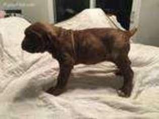 Neapolitan Mastiff Puppy for sale in Evanston, WY, USA