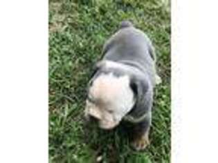 Bulldog Puppy for sale in De Graff, OH, USA