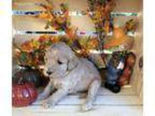 Goldendoodle Puppy for sale in Mingo, IA, USA