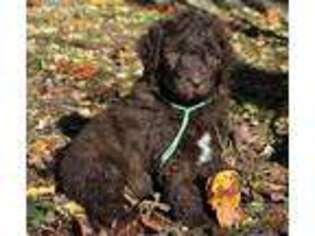 Labradoodle Puppy for sale in Bergton, VA, USA