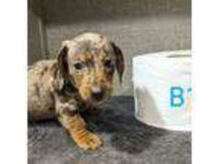 Dachshund Puppy for sale in Redding, CA, USA