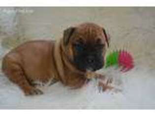 Valley Bulldog Puppy for sale in Caulfield, MO, USA