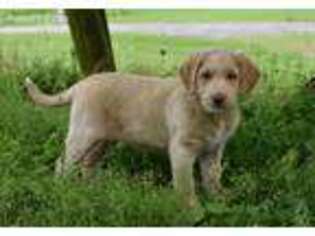 Labradoodle Puppy for sale in Stockport, OH, USA
