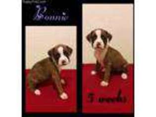 Boxer Puppy for sale in Birmingham, AL, USA