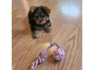 Yorkshire Terrier Puppy for sale in Baldwin, NY, USA