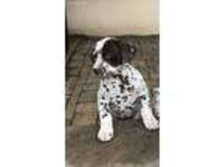 Dalmatian Puppy for sale in Clifton, NJ, USA