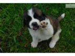 Saint Bernard Puppy for sale in Syracuse, NY, USA