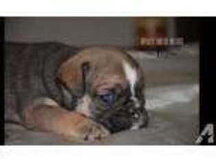 Bulldog Puppy for sale in NEWMAN, CA, USA