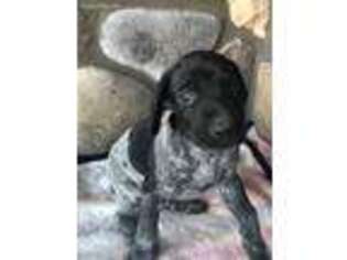 German Shorthaired Pointer Puppy for sale in Hayfield, MN, USA
