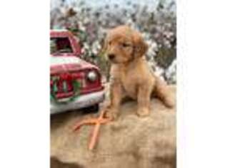 Golden Retriever Puppy for sale in Henagar, AL, USA