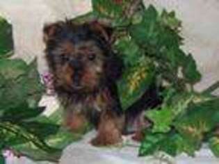 Silky Terrier Puppy for sale in Madison, SD, USA