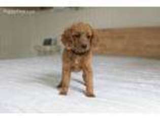 Goldendoodle Puppy for sale in Draper, UT, USA