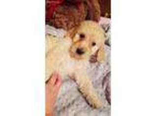 Goldendoodle Puppy for sale in Farmington, UT, USA