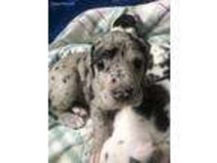 Great Dane Puppy for sale in South Lyon, MI, USA