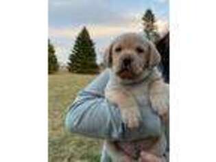 Labrador Retriever Puppy for sale in Quakertown, PA, USA