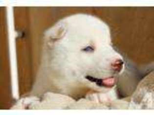 Siberian Husky Puppy for sale in LOS ANGELES, CA, USA