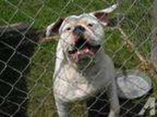 American Bulldog Puppy for sale in SAINT REGIS FALLS, NY, USA