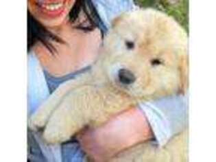 Golden Retriever Puppy for sale in Tulare, CA, USA