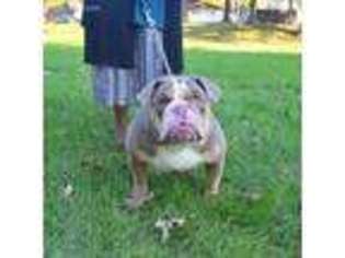 Bulldog Puppy for sale in Kankakee, IL, USA