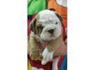 Bulldog Puppy for sale in Chanute, KS, USA