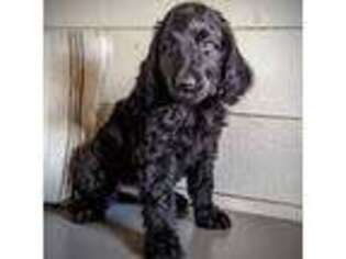 Goldendoodle Puppy for sale in Coarsegold, CA, USA