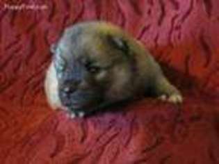 Pomeranian Puppy for sale in El Campo, TX, USA