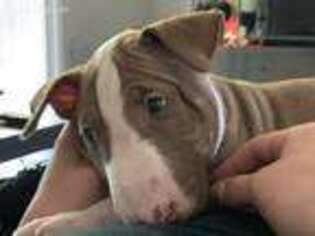 Bull Terrier Puppy for sale in Vacaville, CA, USA