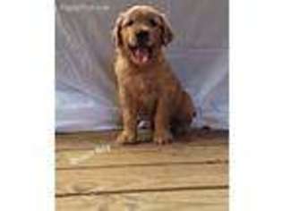 Golden Retriever Puppy for sale in Collinsville, MS, USA
