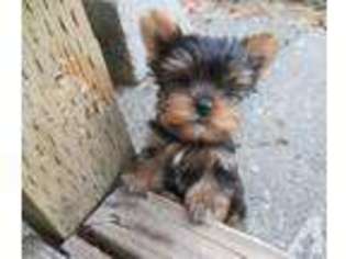 Yorkshire Terrier Puppy for sale in FALL CITY, WA, USA
