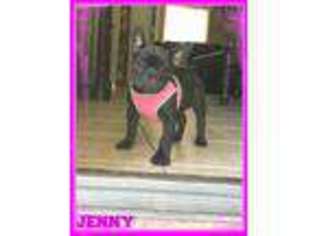 French Bulldog Puppy for sale in Cressey, CA, USA