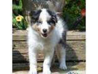 Shetland Sheepdog Puppy for sale in Upper Tract, WV, USA