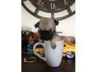 Pug Puppy for sale in Cookeville, TN, USA