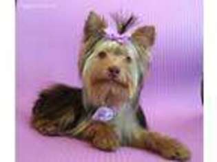 Yorkshire Terrier Puppy for sale in Provo, UT, USA