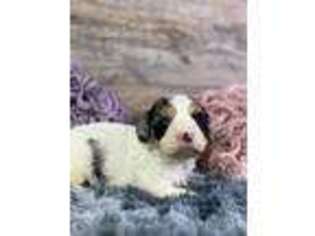 Cavapoo Puppy for sale in Grand Rapids, MI, USA