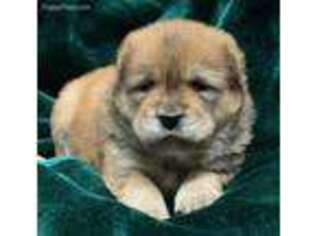 Chow Chow Puppy for sale in Lynchburg, VA, USA