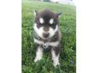 Alaskan Malamute Puppy for sale in Mayslick, KY, USA