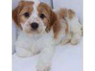 Cavapoo Puppy for sale in Cape May, NJ, USA