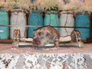 French Bulldog Puppy for sale in Gladwin, MI, USA