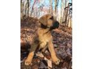 Spanish Mastiff Puppy for sale in Marion, NC, USA
