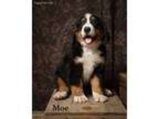 Bernese Mountain Dog Puppy for sale in Addison, MI, USA