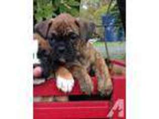 Boxer Puppy for sale in STANWOOD, WA, USA