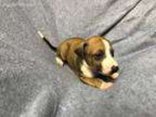 Italian Greyhound Puppy for sale in Belchertown, MA, USA