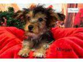 Yorkshire Terrier Puppy for sale in Joplin, MO, USA