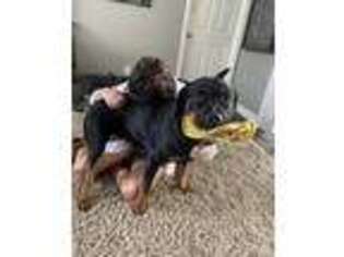 Rottweiler Puppy for sale in North Port, FL, USA