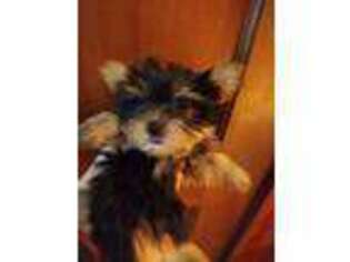 Yorkshire Terrier Puppy for sale in Hays, NC, USA