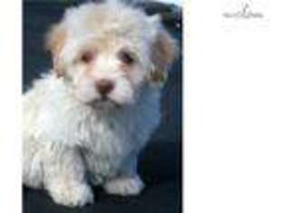 Havanese Puppy for sale in Buffalo, NY, USA