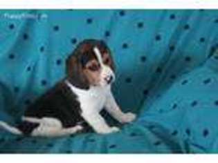 Beagle Puppy for sale in Baltic, OH, USA