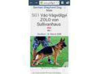 German Shepherd Dog Puppy for sale in BELLEVIEW, FL, USA
