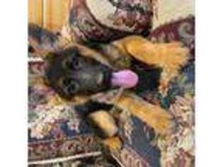 German Shepherd Dog Puppy for sale in Machiasport, ME, USA