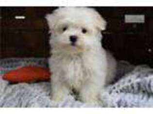 Maltese Puppy for sale in Monroe, LA, USA